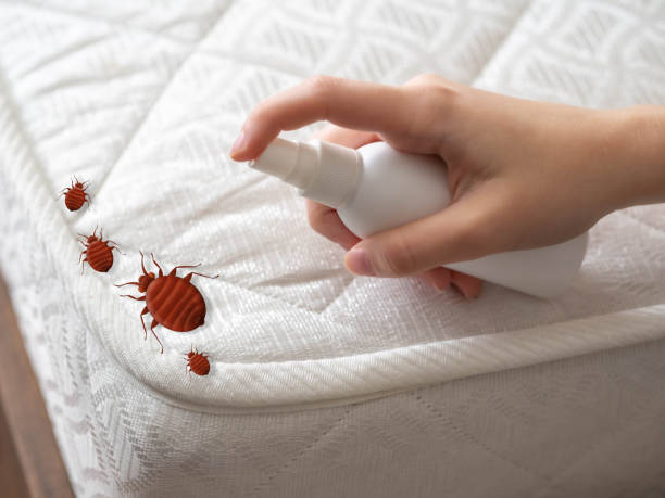 Trusted Trenton, GA Pest Control Experts